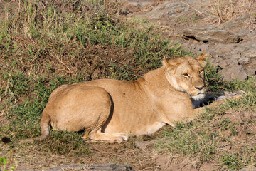 a single lioness in the Maasai Mara NP