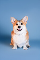 corgi