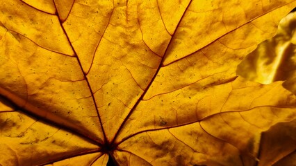 A bright yellow leaf in close-up. The textured background of the plant.