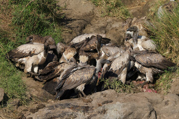 a flock of vultures fight for the flesh of a dead hippo in Maasai Mara NP