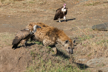 a hyena with vultures in Maasai Mara NP