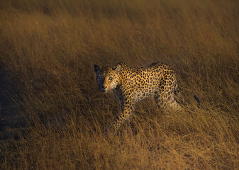 Leopard walking in the savannah