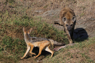 y hyena with a black backed jackal in Maasai Mara NP