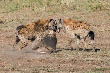 two hyenas caught a piece of the skin of a dead hippo in Maasai Mara NP