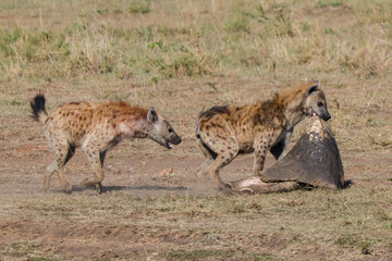 two hyenas caught a piece of the skin of a dead hippo in Maasai Mara NP