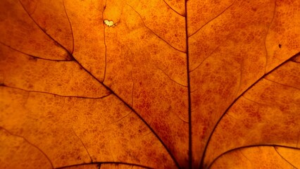 The veins of the autumn leaf in the macro. Colorful textured background.