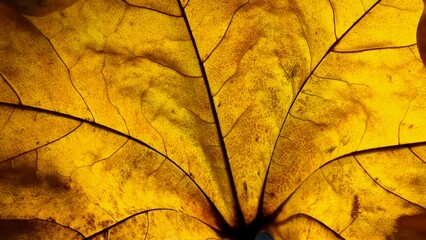 Beautiful yellow leaf close-up. Textured autumn leaf background.