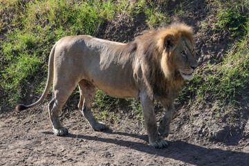 a male lion on the riverbed of Mara river