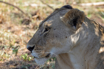 portrait picture of a lioness in Maasai Mara NP