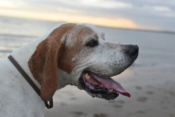 Pointer
