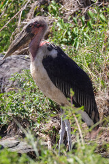 marabou stork in Maasai Mara NP