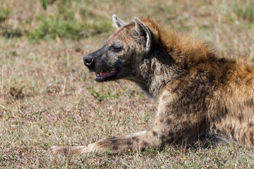 side view portrait of a hyena in Maasai Mara NP