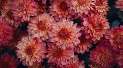 Background of chrysanthemum flowers close up.