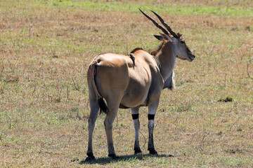 a male kudu antelope in the savannah