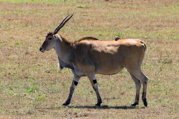 a male kudu antelope in the savannah