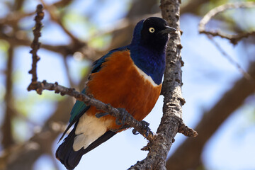 superb starling in Maasai Mara NP