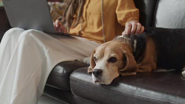 Cropped shot of unrecognizable freelance woman stroking cute beagle lying relaxedly on leather couch while using laptop, working from home office