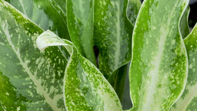 Aglonema snow white. Aglaonema is a genus of flowering plants in the arum family, Araceae that can survive in all places.