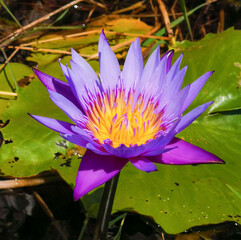Beautiful lotus - 729474542