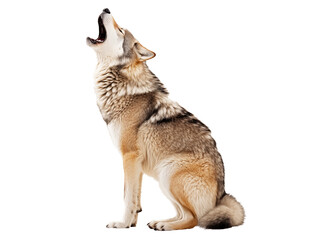 Isolated wolf howling with mouth wide open. Side view of fluffy brown gray adult wolf vocalizing or communication. Predator wildlife concept. Transparent.