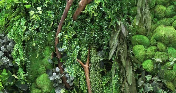 Decorative green moss and plants used as decoration of modern rooms, the texture of deer moss