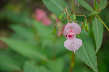 Obraz premium Flower of impatiens Glandulifera in spring