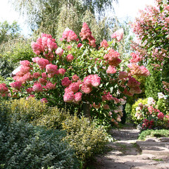 Bushes of a hydrangea paniculata during flowering are a garden ornament.