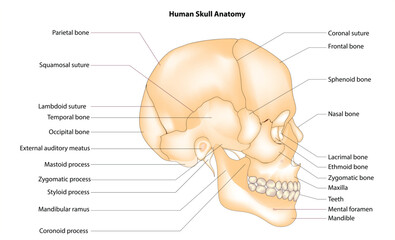 Human skull anatomy (lateral view of skull) - obrazy, fototapety, plakaty