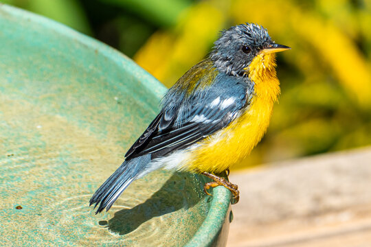 Tropical Parula (Setophaga pitiayumi) is a small New World warbler. It is a small passerine bird.