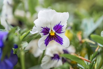 Nahaufnahme eines Garten-Stiefmütterchen Blume mit bunten Blüten in einem Blumengarten,...