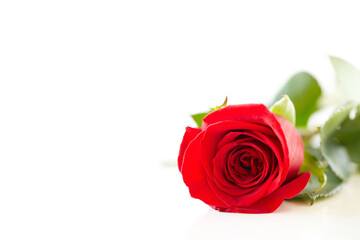 Single Rose isolated on white