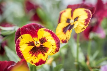 Nahaufnahme eines Garten-Stiefmütterchen Blume mit bunten Blüten in einem Blumengarten, Deutschland
