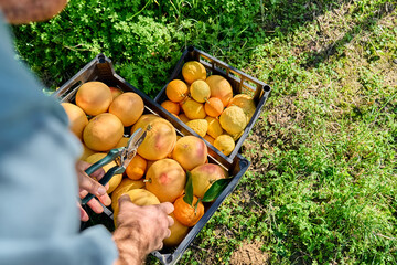 Farmer's hand putting ripe grapefruit in crate during harvesting in citrus orchard. Country village...