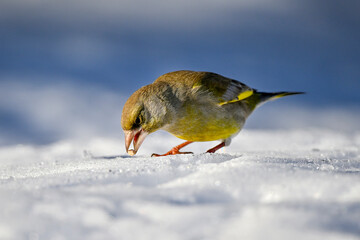 Greenfinch on snow in winter