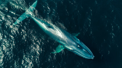 Fototapeta premium Aerial view photo of a giant blue whale in the deep sea