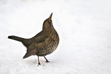Blackbird on snow in winter