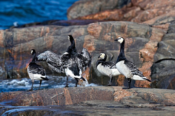 Barnacle goose family beached from the sea