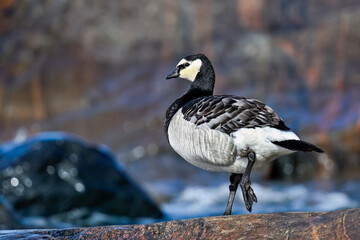 Barnacle goose beached from the sea