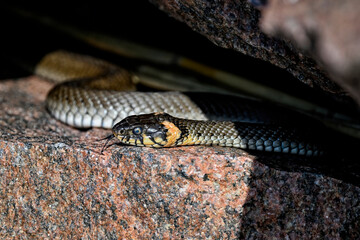 Grass snake basking in the rock crevise
