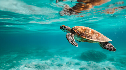Beautiful sea turtle swimming in the depth ocean amidst coral reef
