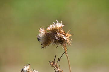 Closeup of brown bull thistle seeds with green blurred background