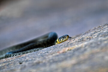 Grass snake on the shore rock
