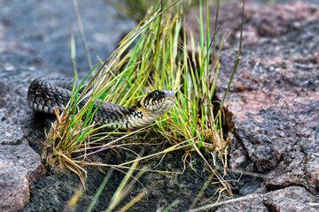Grass snake on the shore rock