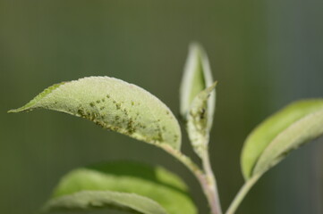 Closeup aphid colonies on young apple leaves, ants spreading aphids with blurred background 