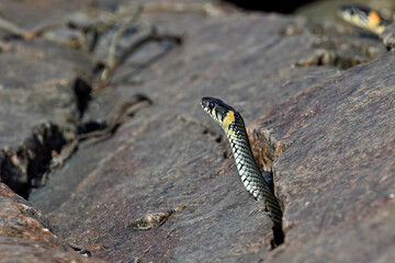 Grass snake peeking from the rock crevise