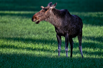 A Moose bull grazes at dusk