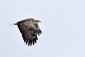 White-tailed eagle in full swing