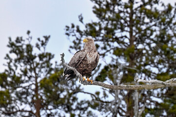 White-tailed eagle at the tree top
