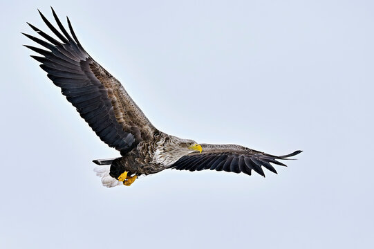 White-tailed eagle in full swing