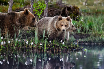 Bear mom with cubs at the swamp pond